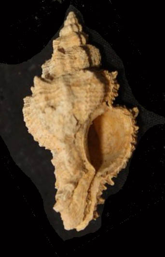 Hexaplex truncatula (Foresti, 1868) - Pliocene.